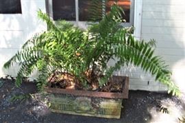 Concrete planter with fern