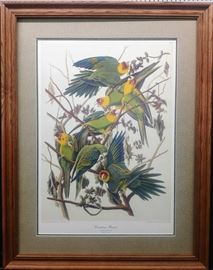 Carolina Parrots by Audubon