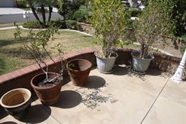 Large pots, some with plants