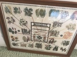 Navajo Native Dye sources 