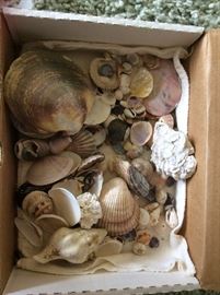Sea Shells