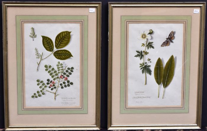 Pair of German Botanical Studies
 each 13 1/2" x 8 3/4" water color
Kennedy & Co, NY label verso
18th century