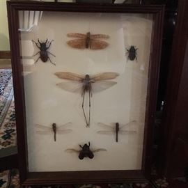 Insect in glass case