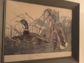 Audubon print