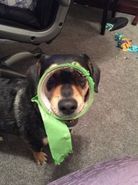 Just want to see if you are paying attention! 