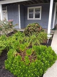 Shrubs and perennials