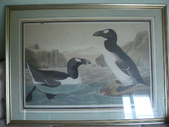 "The Great Auk" Chromolith J. Bien 1860, Plate 465, Drawn from Nature by J. J. Audobon FRS FLS - Frame approx. 48 x 36, Chromolith approx. 38 x 27