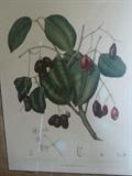 SYZYCIUM JAMFOLANUM - Chromolith - Berthe Huck van Nooten a Batavia
Frame approx. 21.5 x 27