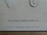 SYZYCIUM JAMFOLANUM - Chromolith - Berthe Huck van Nooten a Batavia
Frame approx. 21.5 x 27