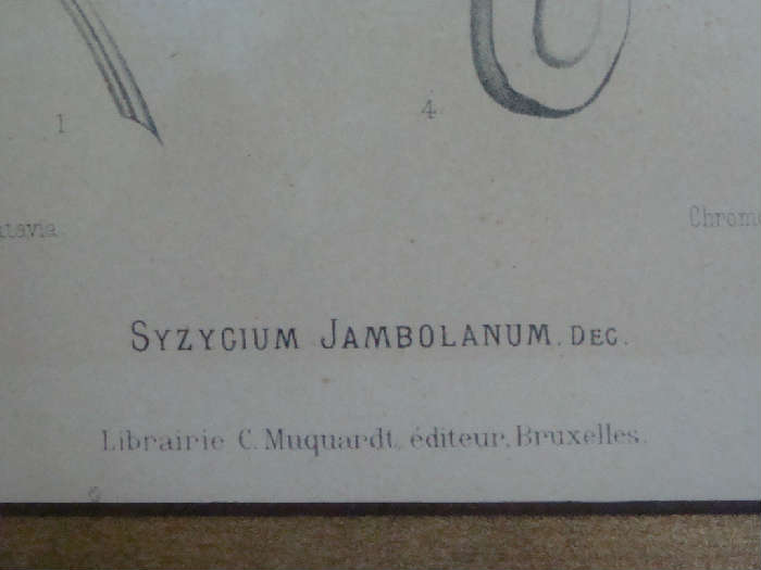 SYZYCIUM JAMFOLANUM - Chromolith - Berthe Huck van Nooten a Batavia
Frame approx. 21.5 x 27