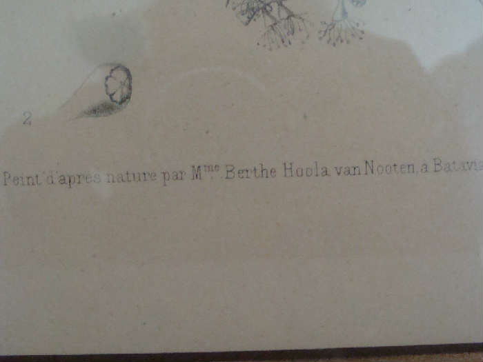 SYZYCIUM JAMFOLANUM - Chromolith - Berthe Huck van Nooten a Batavia
Frame approx. 21.5 x 27