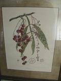OTOPHORA ALATA BLi - Berthe Houla van Nooten Batavia, Frame approx.
28 x 22