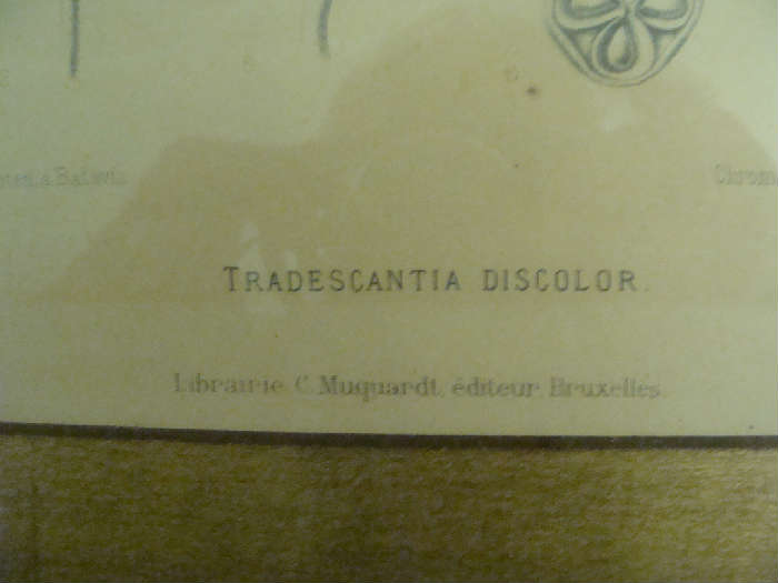 TRANSDESCANTIA DISCOLOR - Chromolith per Dept. a Ledeberg.lez. Gand Belique Libraurie C Muquardt.editeur.Bruxelles