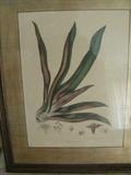 TRANSDESCANTIA DISCOLOR - Chromolith per Dept. a Ledeberg.lez. Gand Belique Libraurie C Muquardt.editeur.Bruxelles