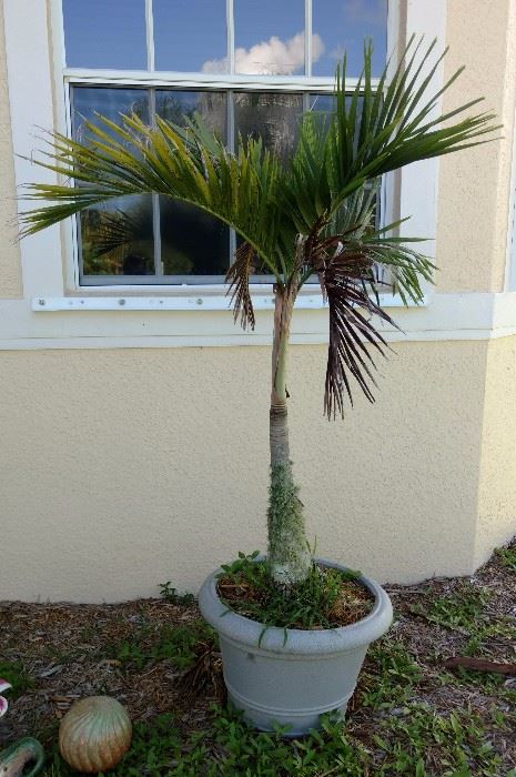 6 Ft. Potted Palm