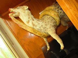 Taxidermy