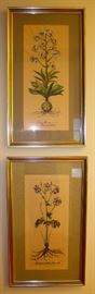 Antique framed botanicals