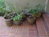 Lots of pots filled with shade/partial sun plants.