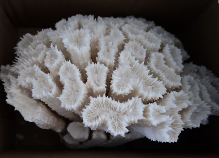 Reef White Coral