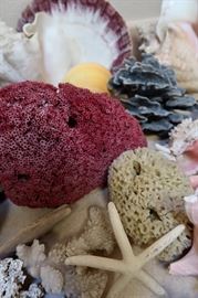 Coral, Finger Starfish, Natural Sponge & Seashells