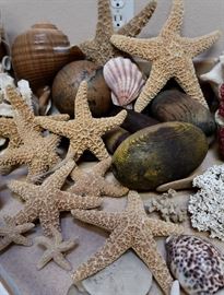 MORE Sugar Starfish & Misc Shells