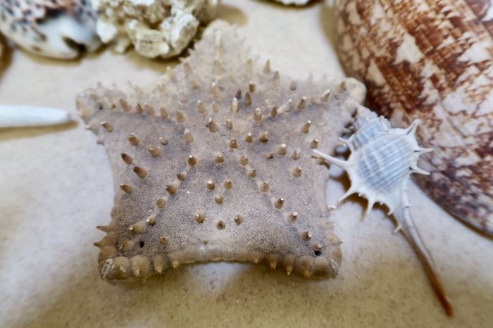 Awesome Starfish!