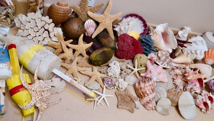 Great Seashell Collection!