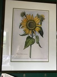 Chalcographie du Louvre  "Sunflowers"