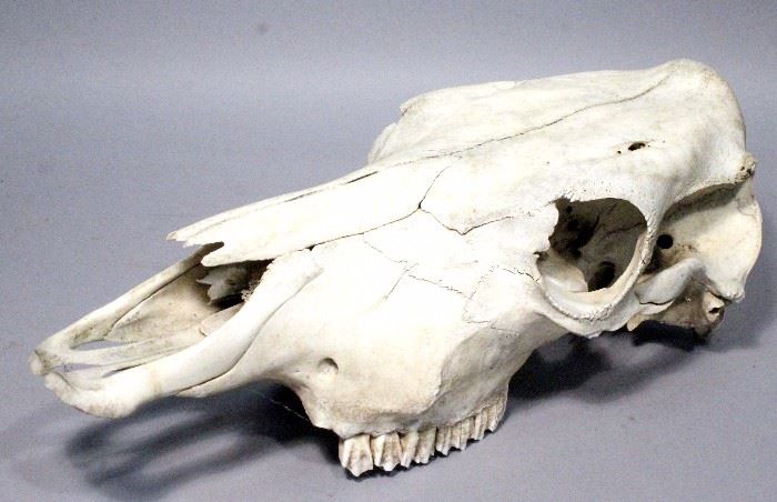 Genuine Cow Skull, 20"L