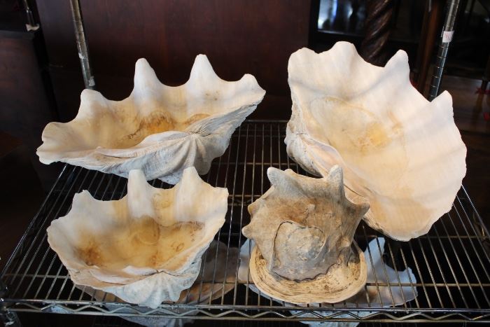 Giant South Pacific Clam Shells