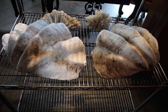 Giant South Pacific Clam Shells