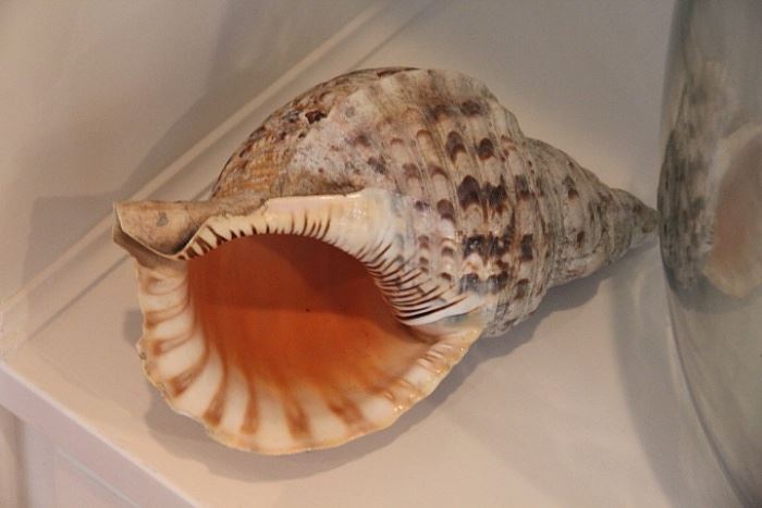 nice large seashell