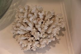 large coral specimen