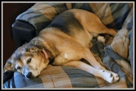 This is Daisy directing all of the busy activity of setting up the Bad Dog Moving Sale for Judy and Kent.  Such a good dog! ...and NO, she is not for sale!