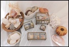 Shell collection