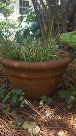 Lovely Clay Pot w/ Carex Grass.