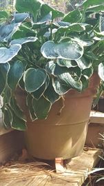 One of a Pair of Matching Clay Pots w/ Variegated Hostas.