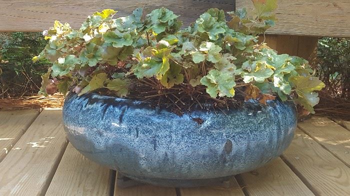 The Plum of A Pot Rounded w/ Mottled in Blues Glaze w/ Creme Brulee Coral Bells. 