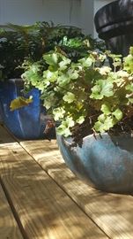 Shades of Blues & Pewter Glazed Pinched Rim Pot w/ Coral Bells. Azure Glazed pot w/ Fern Everygreen Hardy.