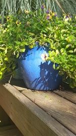 Sky Blue Glazed Pot w/ Blooming Torenia.