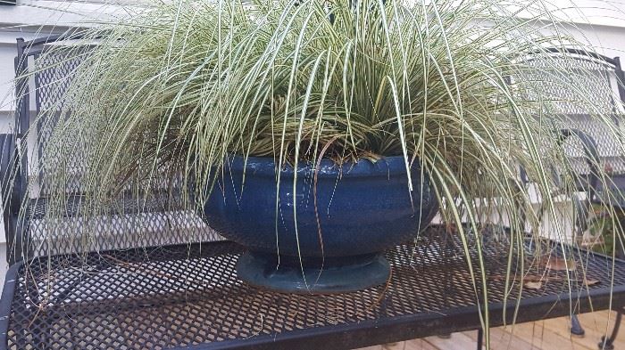 Lovely Blue Glazed Plump Bowl w/ Carex Grass.