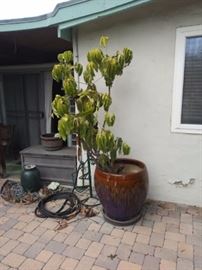  Potted tree