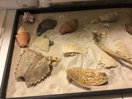 Shells