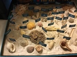 Identified shells!