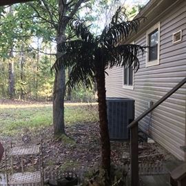 Everyone needs a big ole palm tree!