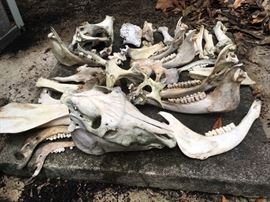 HOLLYWOOD SOUTH!!!! Props and set decoration items from American Horror Story "Freak Show" and Root's Mini-Series that was filmed here in New Orleans... 