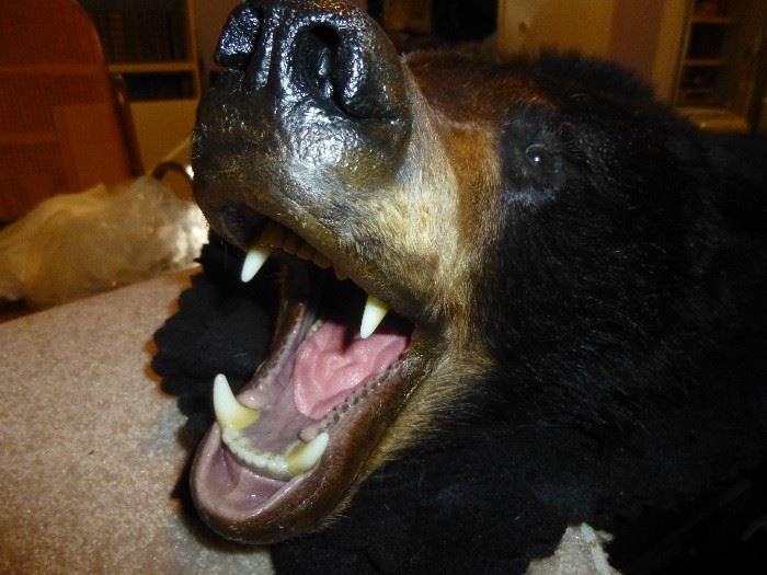 NORTH AMERICAN BLACK BEAR, FULL-SIZE TAXIDERMY RUG. FEATURES A RAISED HEAD WITH OPEN MOUTH AND IS IN WONDERFUL SHAPE.