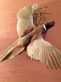 One of over 30 taxidermy mounts in this home