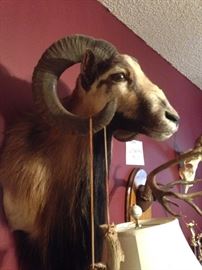 Corsican sheep mount