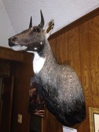 Nilgai antelope mount